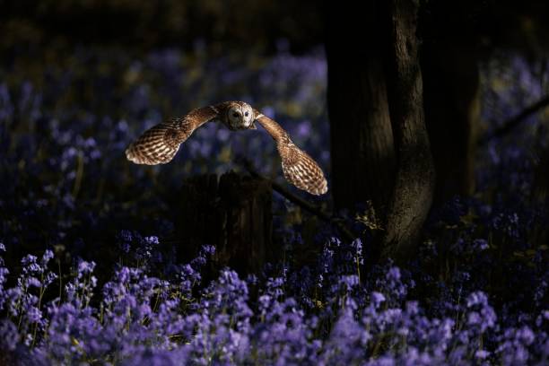 istock Tawny owl during flight. Strix aluco. 1421238293