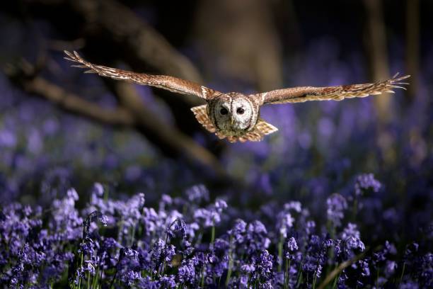 istock Tawny owl during flight. Strix aluco. 1421238294