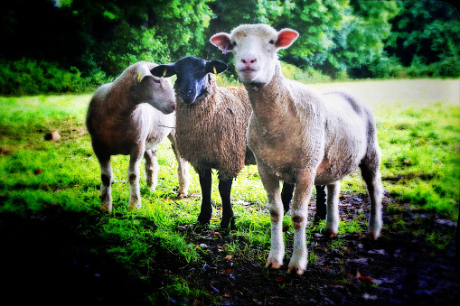 Three freshly shorn sheep looking at camera