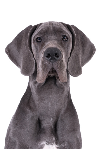 Portrait of a black american pitbull dog looking at camera listening with attention. Vertical portrait of beautiful american stafford dog posing against white background. Studio photography from a DSLR camera. Sharp focus on eyes.