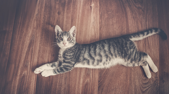 Little gray kitten lying on the floor indoors. Concept of friendship and love for pets.