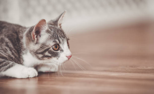 petit chaton rayé chassant dans l’appartement - rodent photos et images de collection