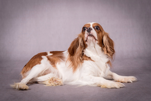 A large, multi-coloured, mixed breed dog lays down in a studio set with a white background, as he poses for a portrait.