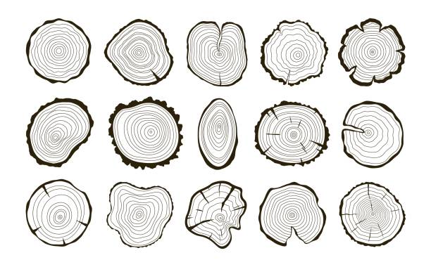 holzstammringe, kreisförmige stumpfholztextur draufsicht. baumalterring, abstrakte baumkreise logo und kontur. schnitt von baumstämmen, rassige stämme drucken vektorsatz - tree ring stock-grafiken, -clipart, -cartoons und -symbole