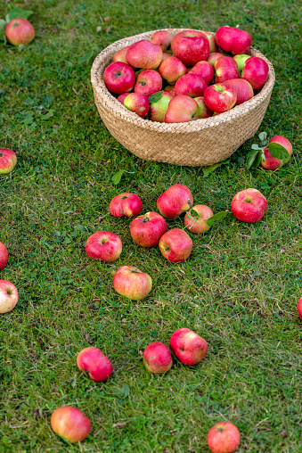 Malus domestica 'Cox's Pomona', in a Swedish garden