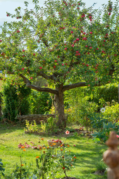Malus domestica 'Cox's Pomona', in a Swedish garden