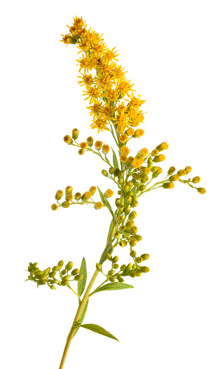Very variable, low to tall, hairy or hairless perennial. Basal leaves oblong, broader above the middle, stalked; stem leaves linear-lanceolate, decreasing up to the stem, unstalked.\nFlowerheads bright yellow, 15-18cm, in lax, rather narrow panicles.\nHabitat: Dry places, on calcareous or acid soils.\nFlowering Season: July to September.\nDistribution: Throughout Europe.\nGoldenrod is known as Herbal Medicine.\n\nThis is not a common Species in the described Habitats in the Netherlands.