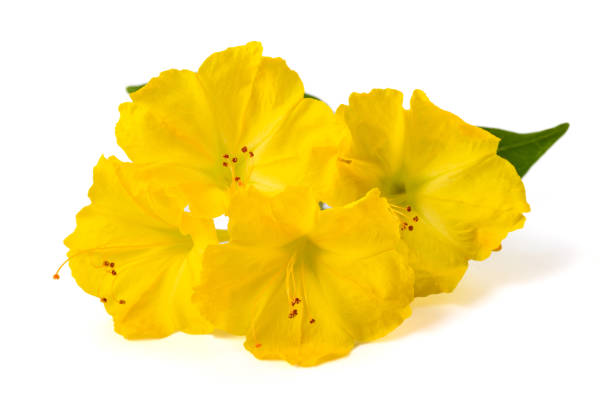 Yellow Four o'clock flowers isolated on white background