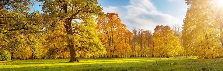 Beautiful view of the meadow with trees on it in autumnal park in sunny day. Panoramic view.