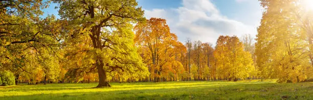 Photo of Beautiful view of the meadow with trees on it in autumnal park in sunny day.