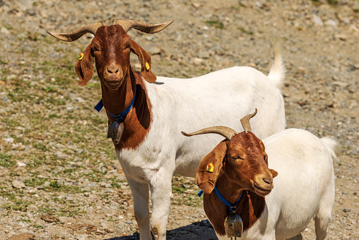 Close-up of two white and brown horned mountain goats with cowbell, Carnic Alps, Feistritz an der Gail municipality, Carinthia, Carnic Alps, Austria, central Europe.