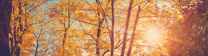 Panoramic view of the trees in autumnal park in sunset. Natural forest in autumn.