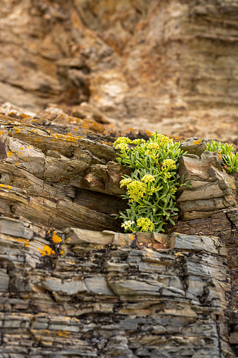 A little green plant coming out of a rock wall