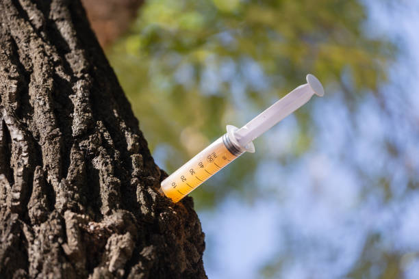 syringe injection to the sick tree - injecting tree close up old imagens e fotografias de stock