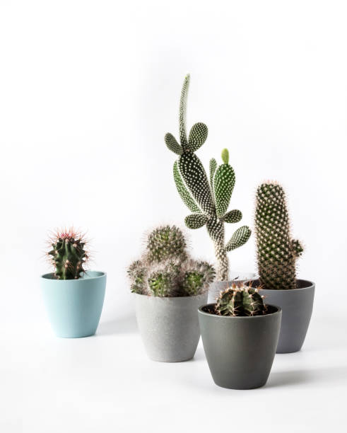 istock Potted cacti isolated on white background 1421249372