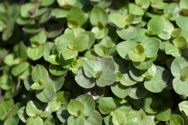 istock Creeping inchplant 1421250238