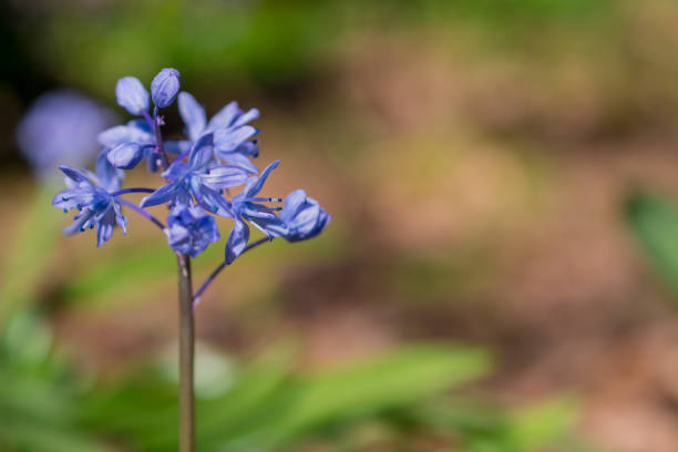 istock First spring flowers in the garden 1421251927