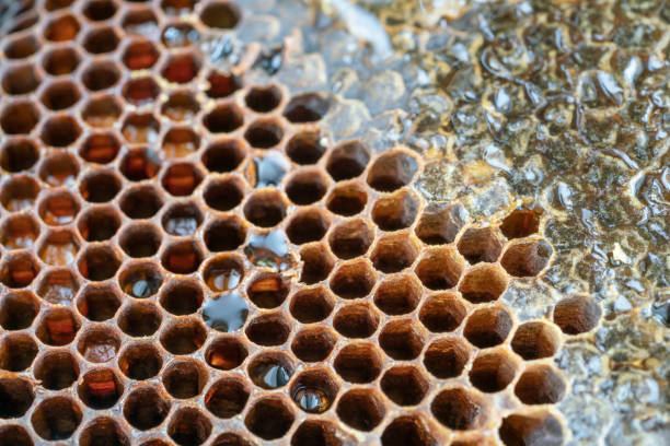 istock honey in honeycomb as a background 1421252764