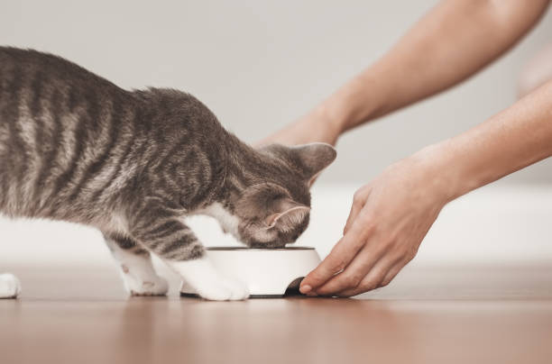 Woman feeding grey kitten by cat's meal indoors. stock photo
