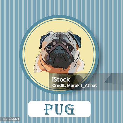 istock Grumpy Pug dog portrait on the stripy backdrop 1421253371