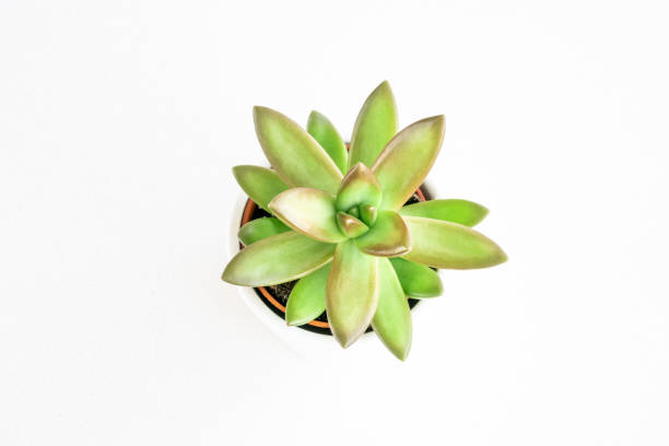 istock top view beautiful succulent cactus on white 1421254618