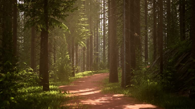 Marvelous forest pathway in a sunlight. Fairy forest in summer