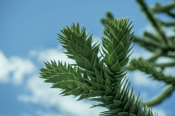 Araucaria also known as monkey puzzle Araucaria also known as monkey puzzle araucaria araucana stock pictures, royalty-free photos & images