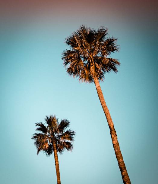 Beautiful palm trees on the background of soft sunset