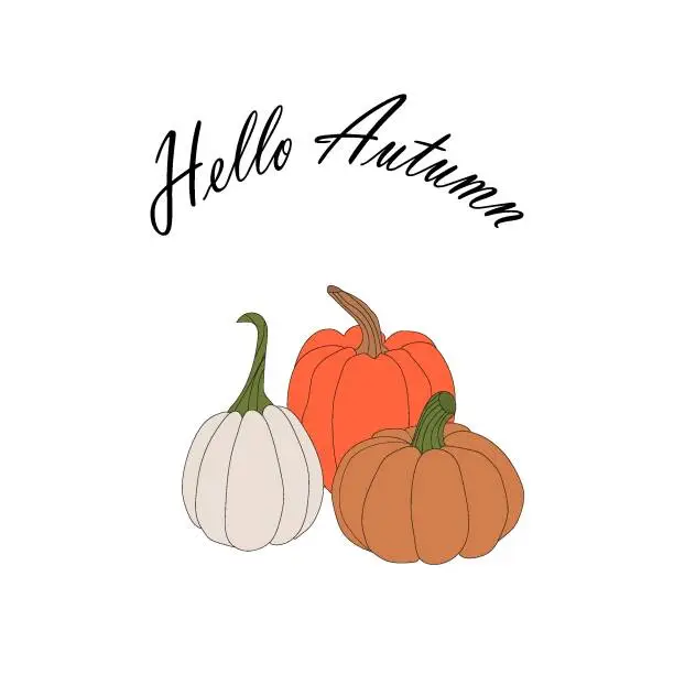 Vector illustration of pumpkins, halloween, fall harvest gourds.  Autumn thanksgiving and halloween pumpkins collection