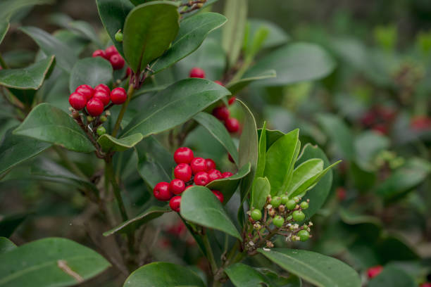 istock Bright red skimmia berries have survived the winter 1421257722