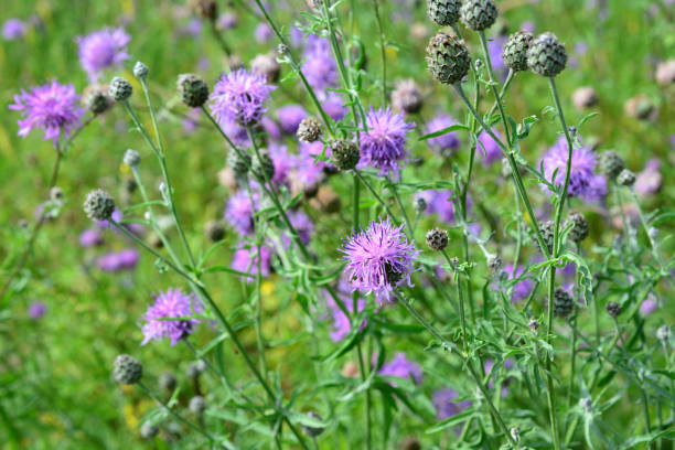 istock canada thistle, cirsium arvense, isolated on meadow, close-up 1421258761
