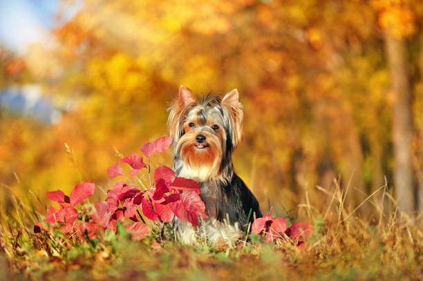 istock Sitting yorkshire terrier against autumn background 1421259344