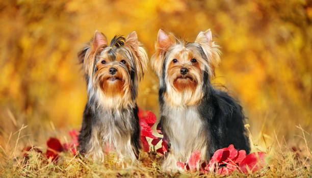 istock Two yorkshire terriers sitting against autumn background 1421259348