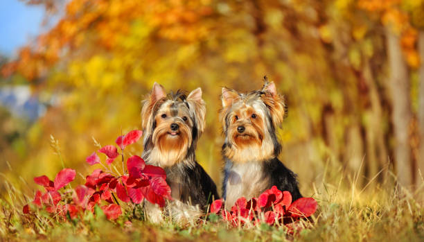 szeroki pictrure dwóch ładnych yorkies na jesiennym spacerze - yorkshire terrier zdjęcia i obrazy z banku zdjęć