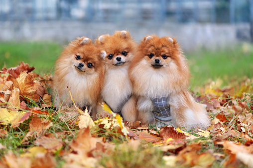 Three little pomeranians sitting at the fallen autumn leafs