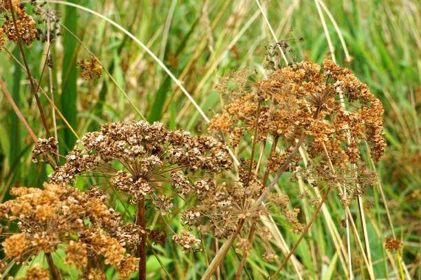 istock Dried Flower Heads 1421259735
