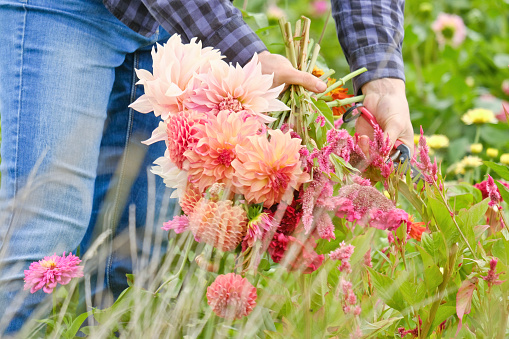 Pink and White Dahlia Flowers Blossoming in Garden in South Daytona, Florida.