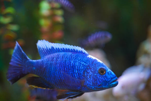 istock Blue fish striped cichlid swims in a spacious aquarium 1421260328