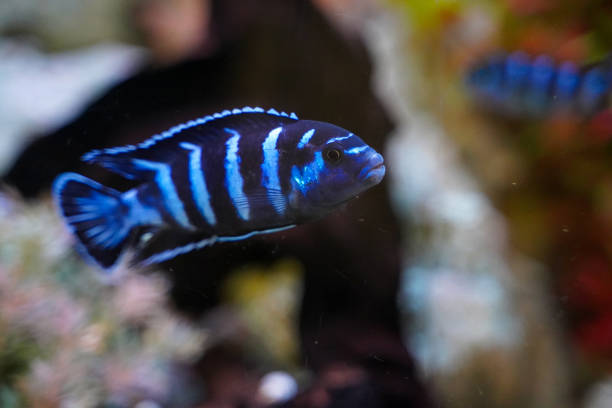 Blue fish striped cichlid swims in a spacious aquarium stock photo