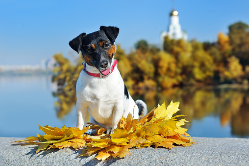 Jack russel terrier sitting on autumn leafs against river background
