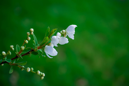 beautiful white flowers in spring garden