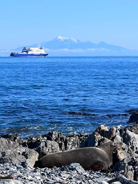 fresco dritto con traghetto interislander e sigillo - cook strait foto e immagini stock