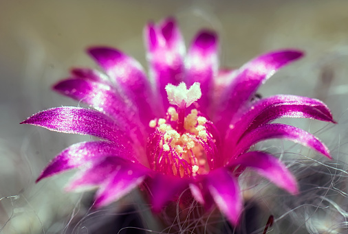 Cactus is a beautiful plant with many colorful flowers.