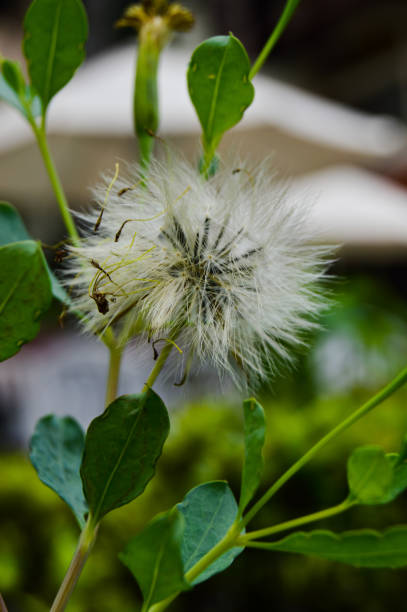 Taraxacum officinale, the dandelion or common dandelion