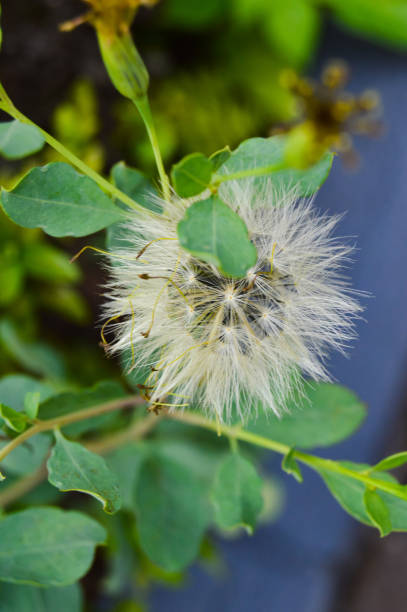 Taraxacum officinale, the dandelion or common dandelion