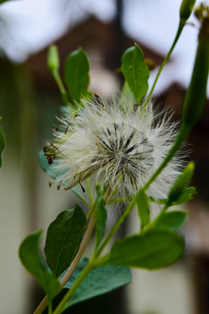 Taraxacum officinale, the dandelion or common dandelion