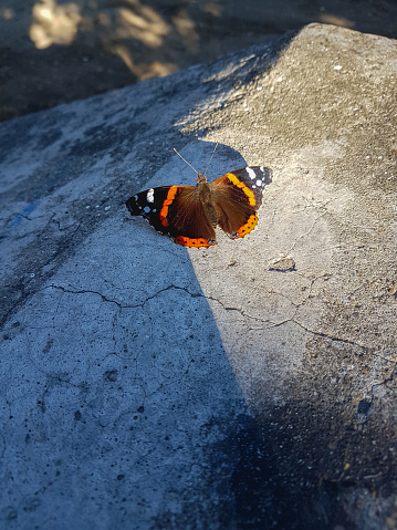Colorful butterfly on concrete floor urban street