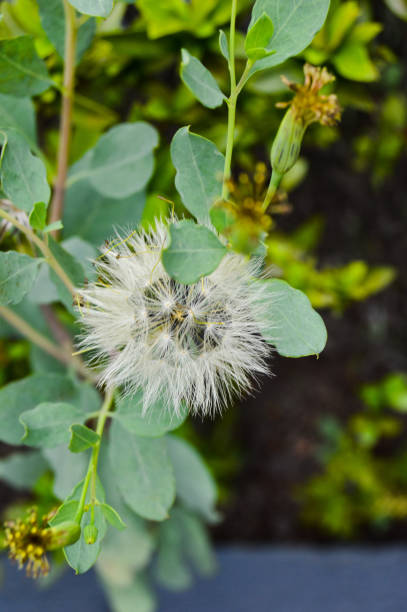 Taraxacum officinale, the dandelion or common dandelion
