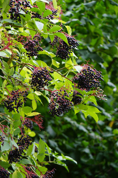 Elderberry bush in sunlight Elderberry bush in sunlight sambucus nigra stock pictures, royalty-free photos & images