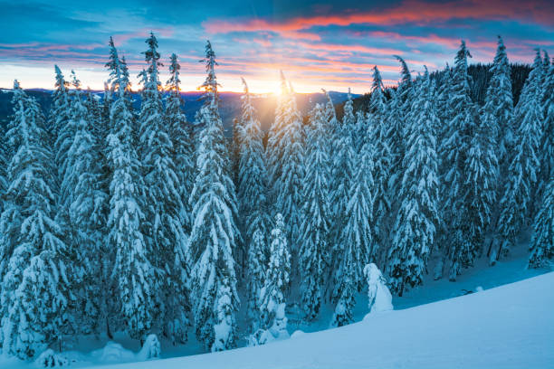 istock Sunrise over the majestic spruce forest 1421267005